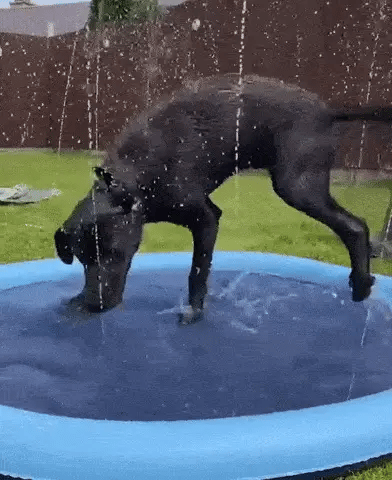 SplashPaw PlayPad