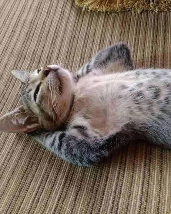 Smartpounce Ball